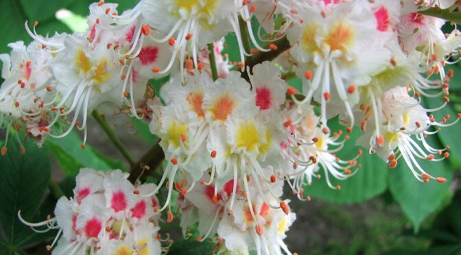 white-chestnut